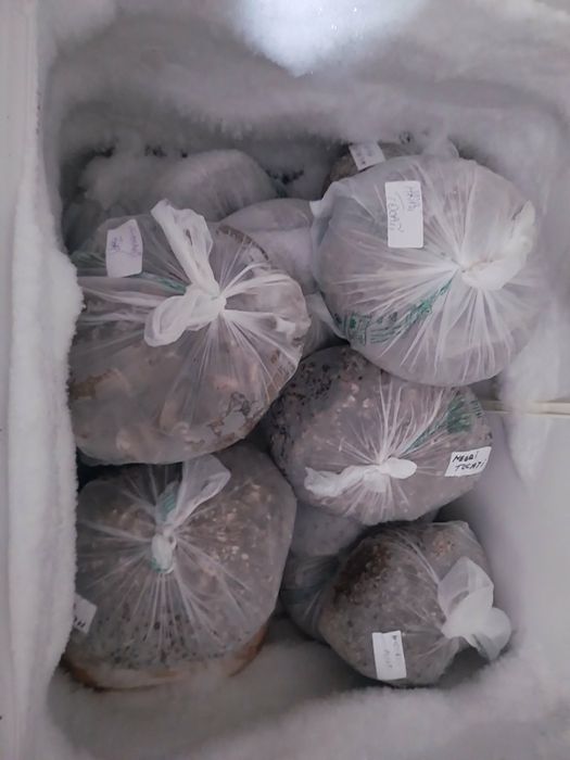 Vând hribi și nicoreti tocați