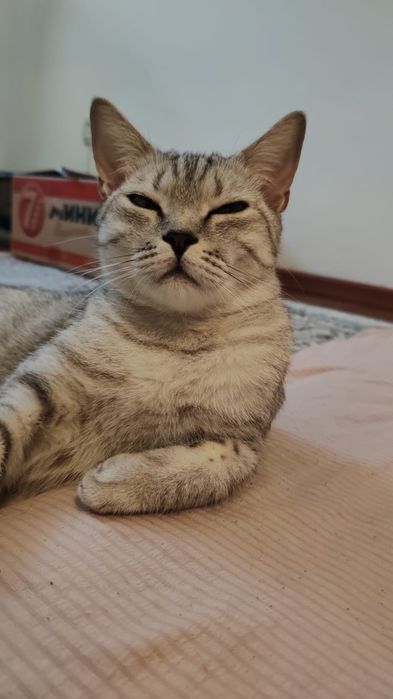 Отдам в добрые руки