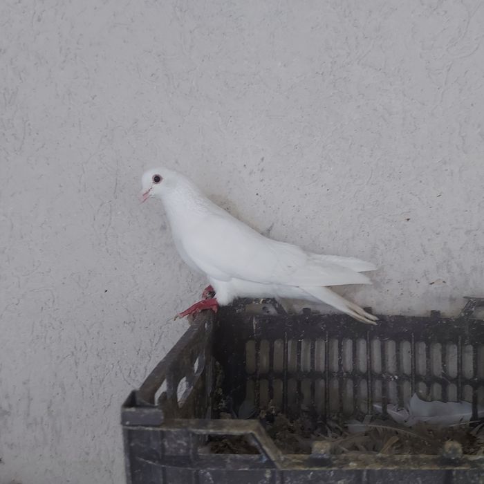 Бели туркмен самец лет бой  лет 3.4 час