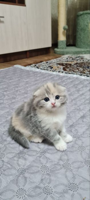 Продаются вислоухие/шотландские/скоттиш фолд/котята