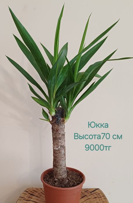 Комнатные цветы!