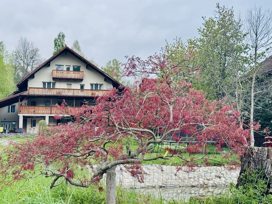 Vila de inchiriat la Castelul Bran!