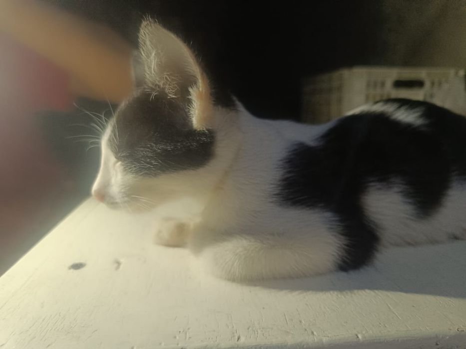 Отдаем Котёнка в добрые руки.