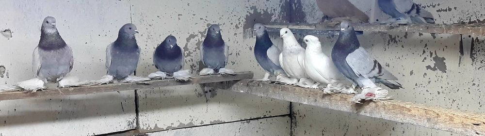 Продам игровых голубей