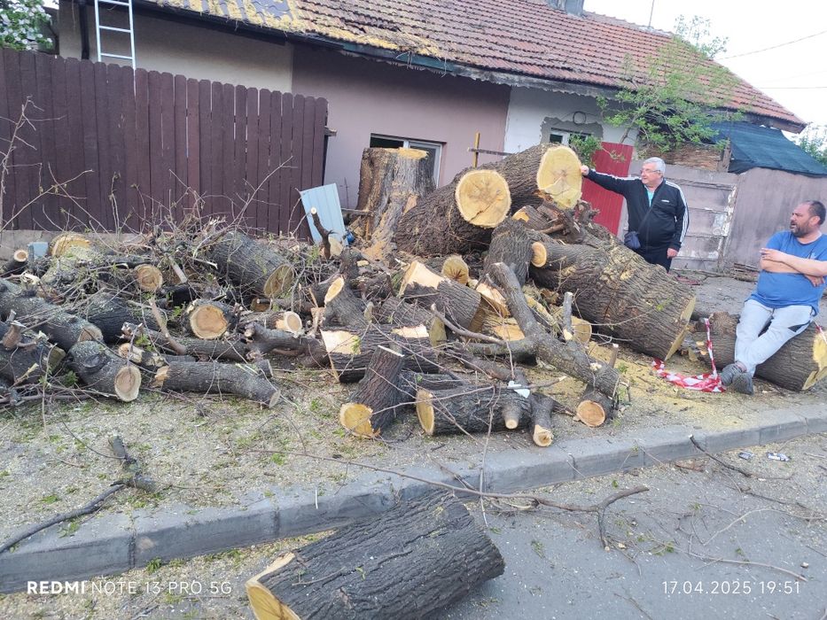 Taiere copaci /toaletare program 24/7 deplasare oriunde in București/