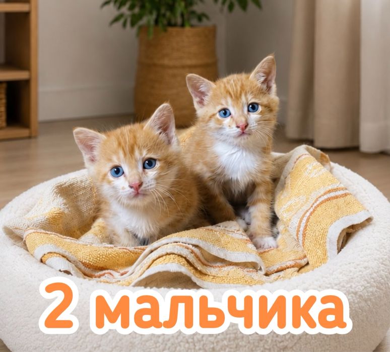 Котята С ДОСТАВКОЙ БЕСПЛАТНО в добрые руки
