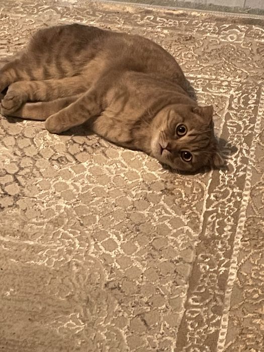 Шотландец, вислоухий кот