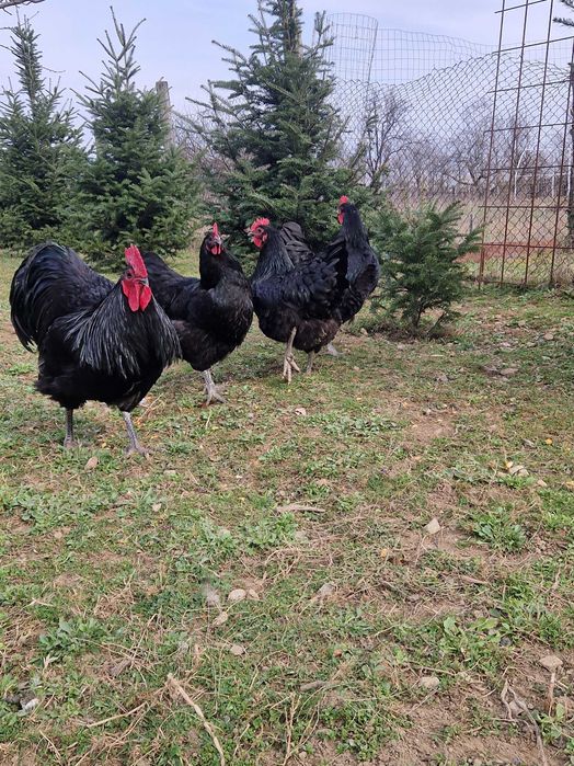 Oua de incubat găina