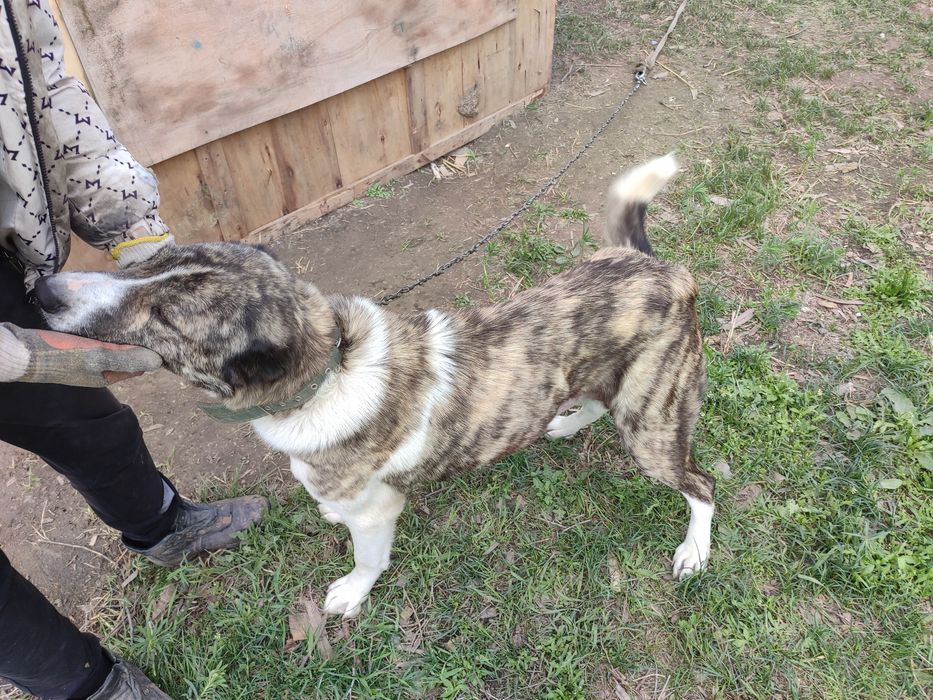 Щенки отец алабай