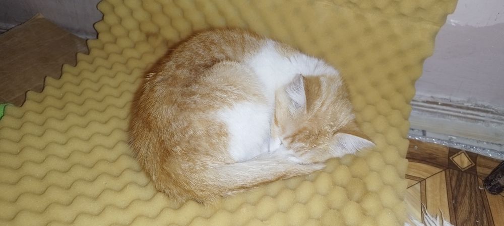 Отдам котенка девочку