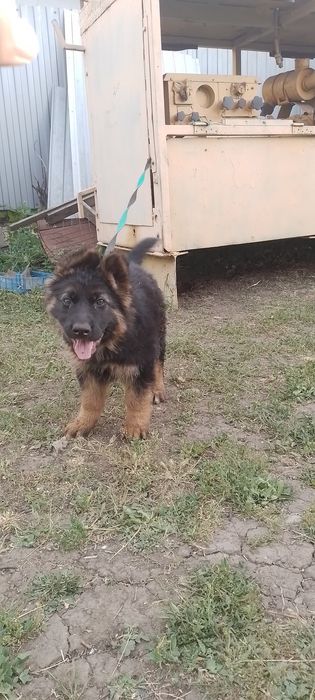 Немецкая овчарка