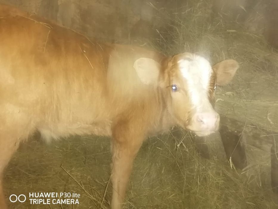 Еркек бұзау сатылады