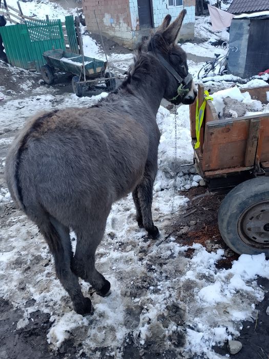 Vând măgar foarte blând