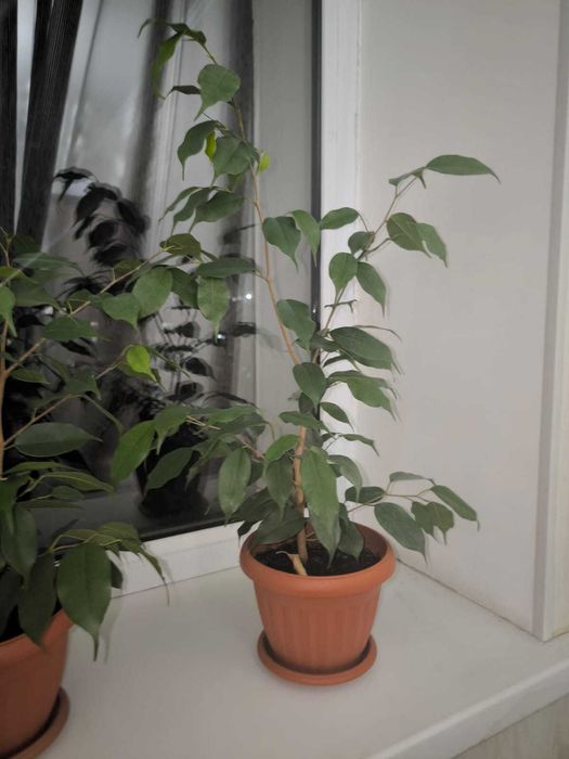 Комнатные цветыюююю