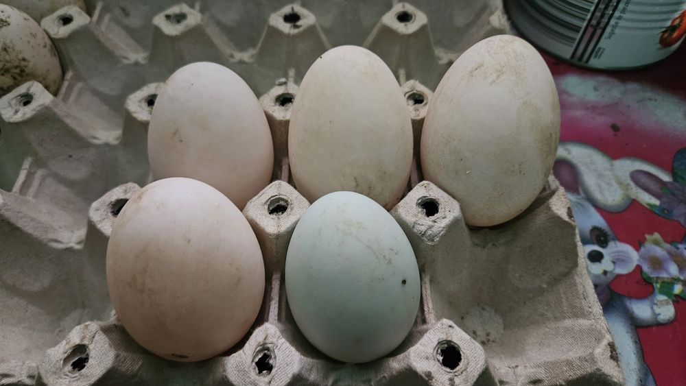 Oua rațe de incubat