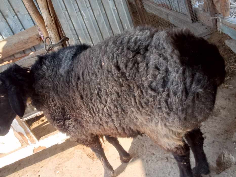 Semiz qoʻchqor sotiladi