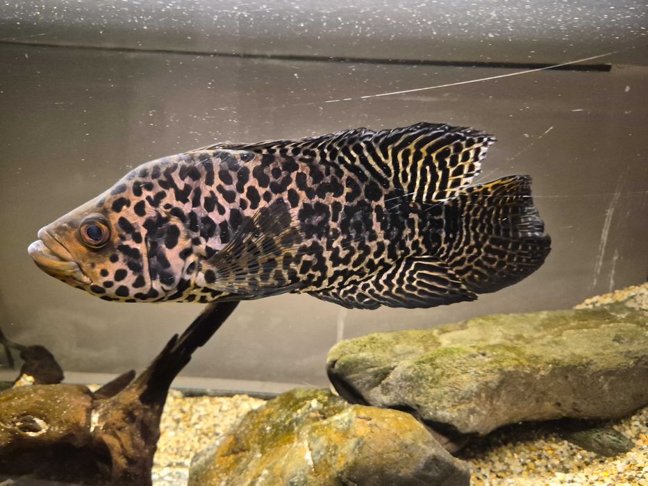 Peste ciclid jaguar