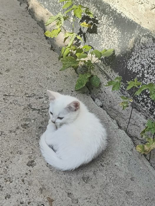 Отдам котят бесплатно