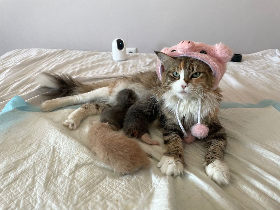 Отдадим кошку смесь Мейн-Куна с котёнком