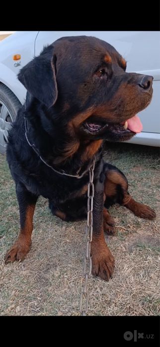 Rotveyler вийаскага