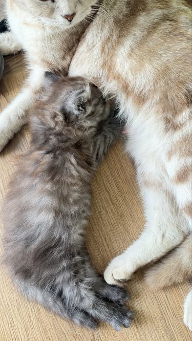 Продаются котята