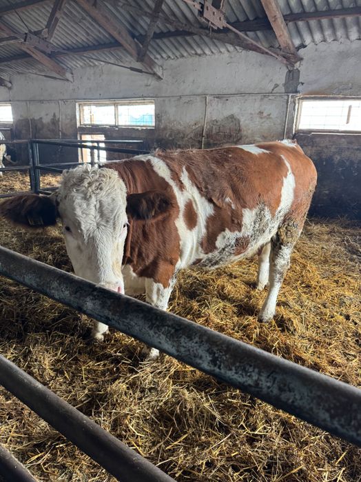 Vand vaca cu vitica baltata romaneasca