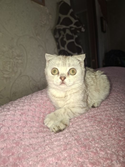 Котёнок скоттиш фолд