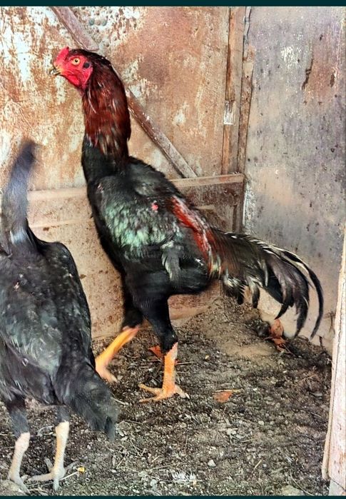 Бойцовый Дакан джужик