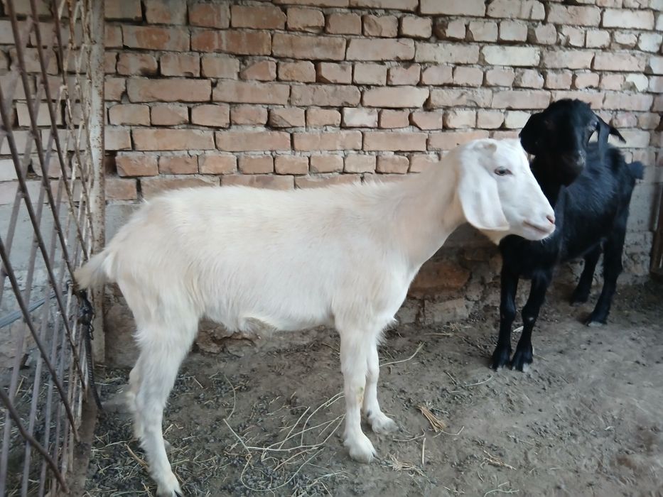 Echki sotiladi qisir ikkoviyam birinchi tug'ishi takaga qoysaxam bulad