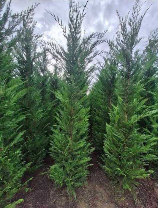 Plante ornamentale leylandi