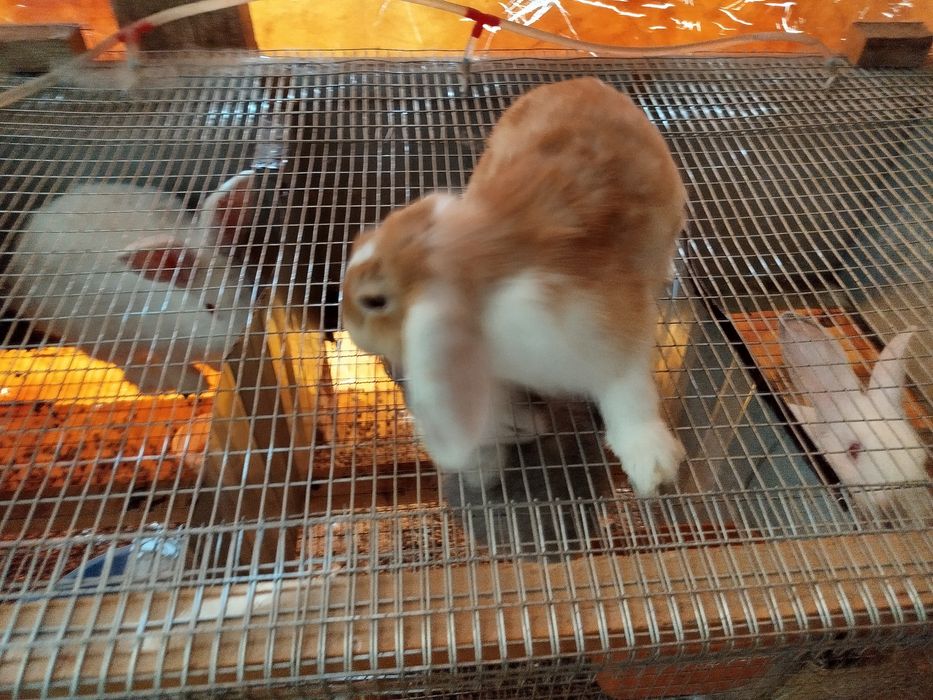 Куйонлар сотилади