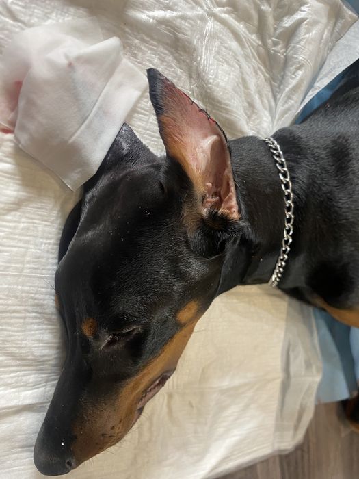 Ветеринар ветврач выез на дом