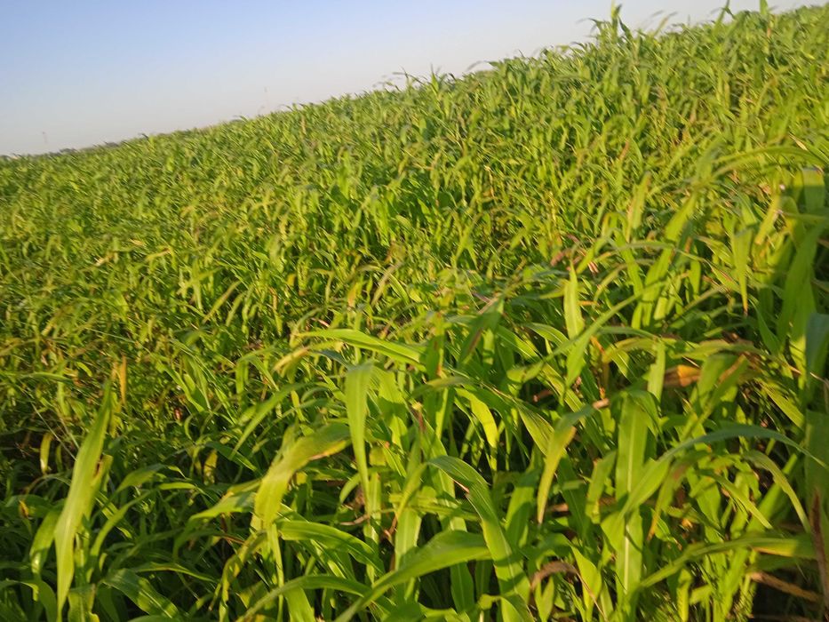 Молларга говуш сотилади