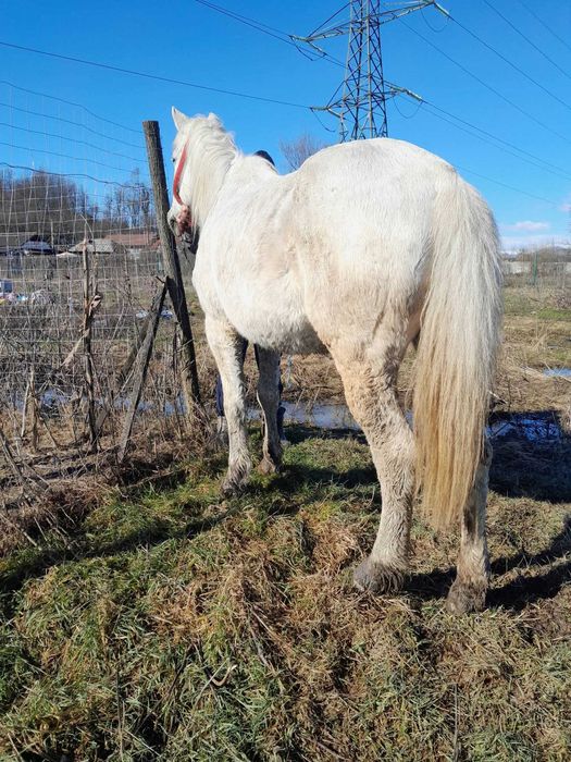 Iapă de vânzare preț fix