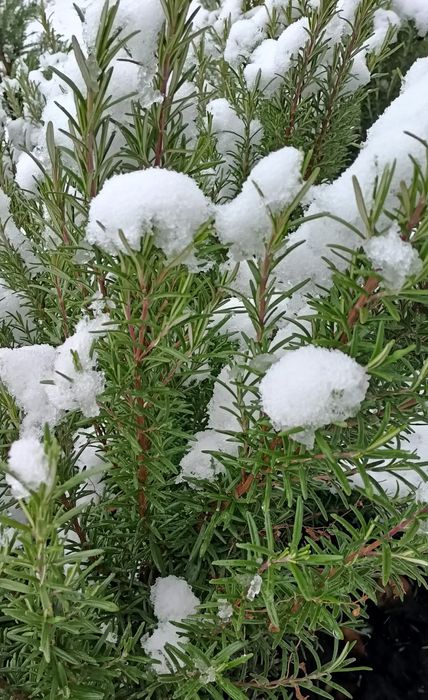 Rozmarin proaspăt și plante mature