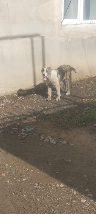 Продам щенка Алабая 4 месеца