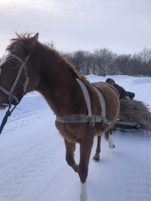 Продам жеребца обученный