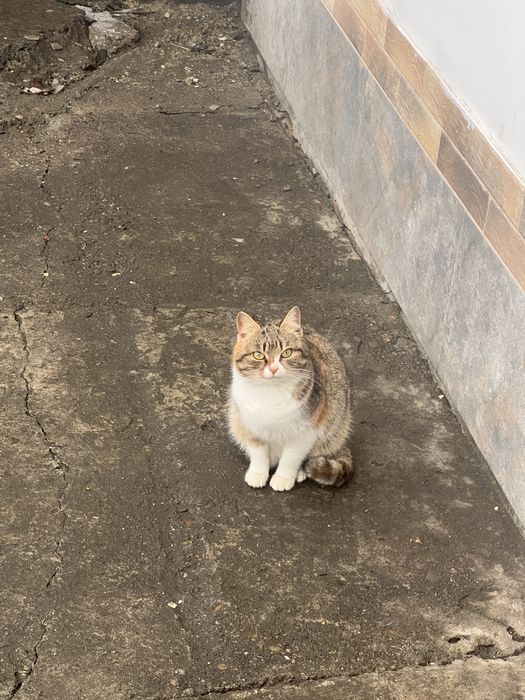 pisica draguta GRATIS