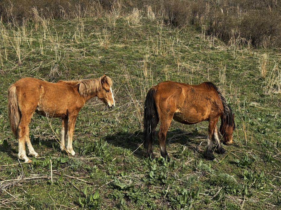 Бие жабағысымен