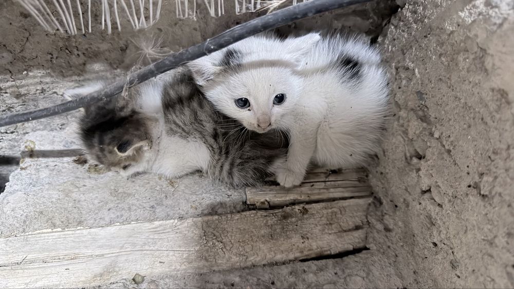 Отдам котят бесплатно