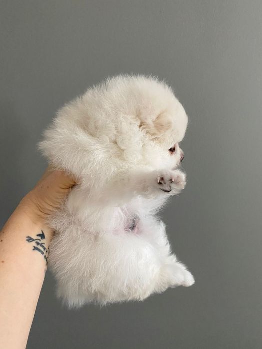 Продам щенков померанского шпица