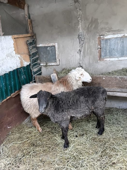 Продам баран қой сатылады