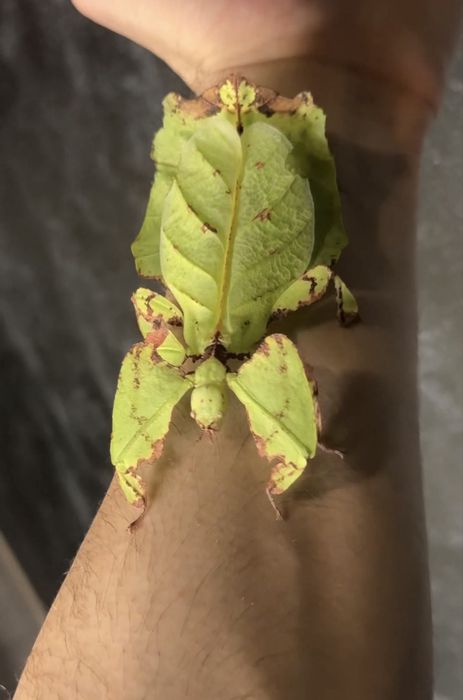 Insecta frunză gigant (oua)