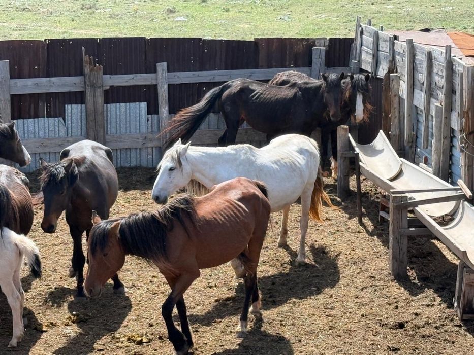 Тай, бие сатылады