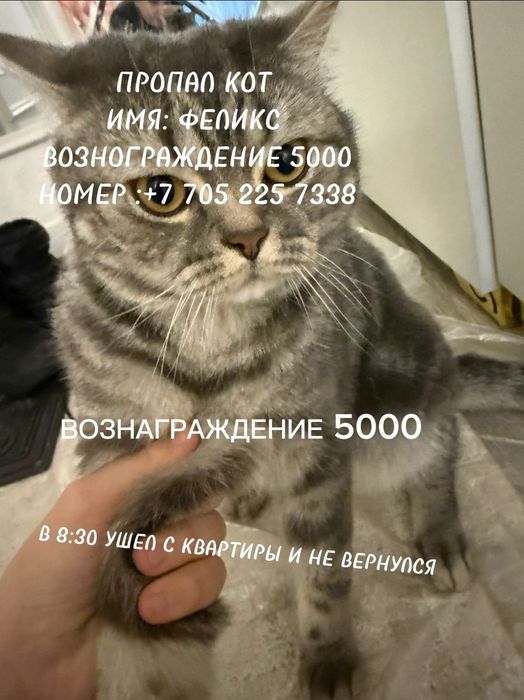 Пропал кот имя Феликс