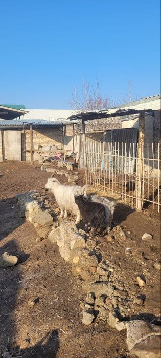 Она бола эчки сотилади 2 та боласи хам такача