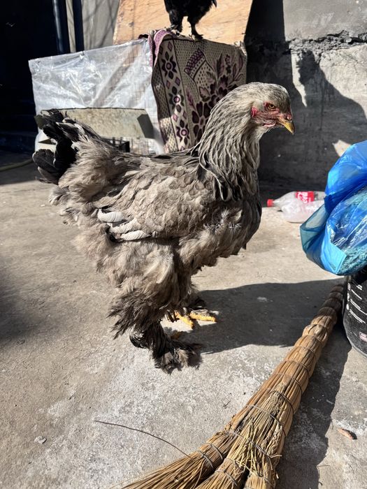 Brama tovuq sotiladi