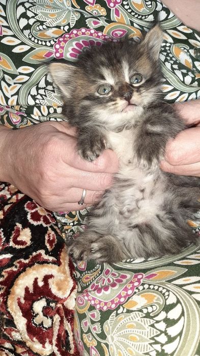 Котята домашние в добрые руки