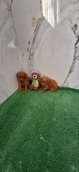 Той пудел бебета