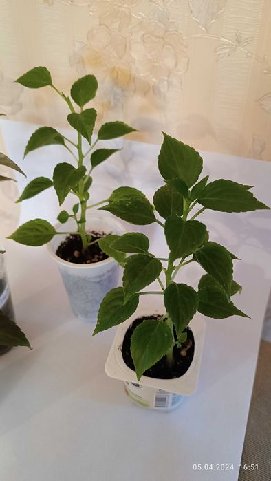 Бальзамины сортовые махровые